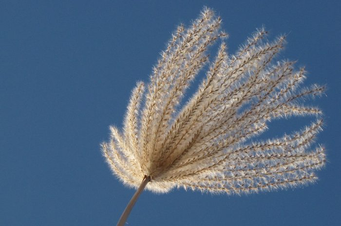 Miscanthus